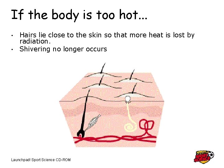 If the body is too hot. . . Hairs lie close to the skin
