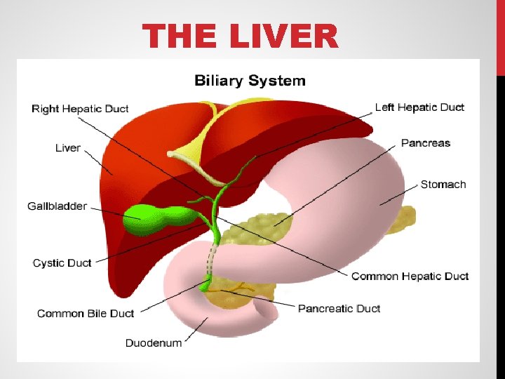 THE LIVER 