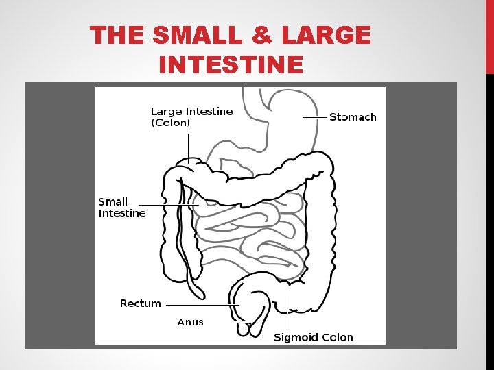 THE SMALL & LARGE INTESTINE 