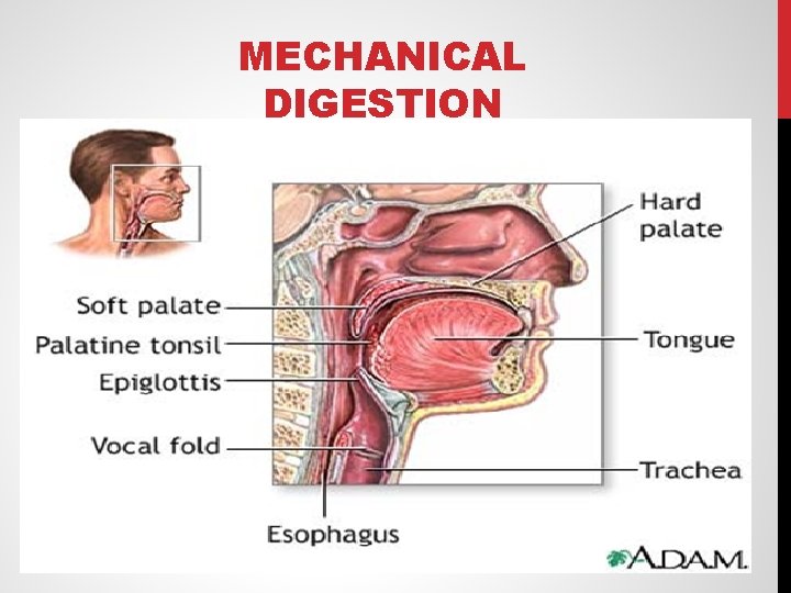 MECHANICAL DIGESTION 