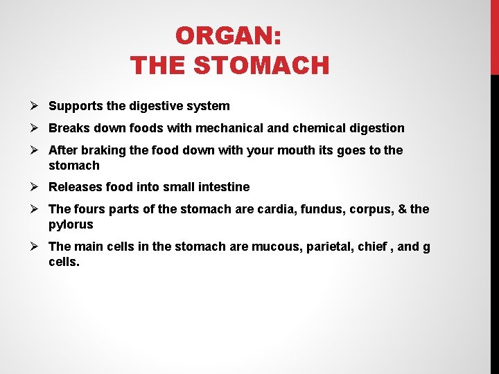 ORGAN: THE STOMACH Ø Supports the digestive system Ø Breaks down foods with mechanical