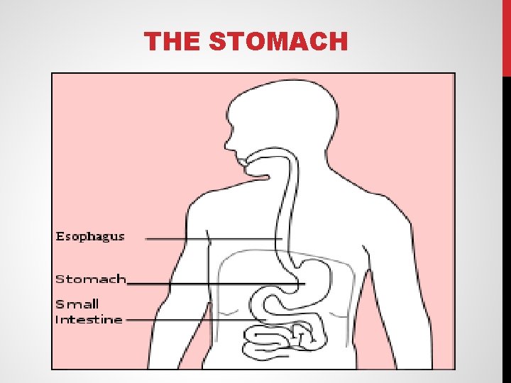 THE STOMACH 