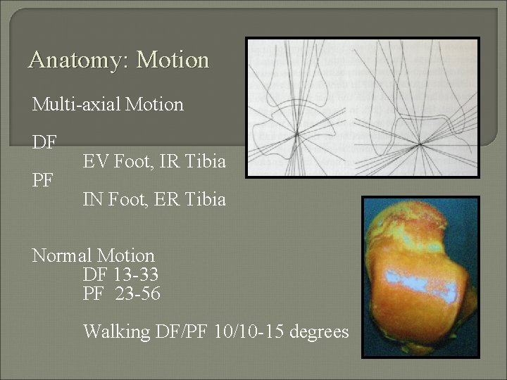 Anatomy: Motion Multi-axial Motion DF PF EV Foot, IR Tibia IN Foot, ER Tibia
