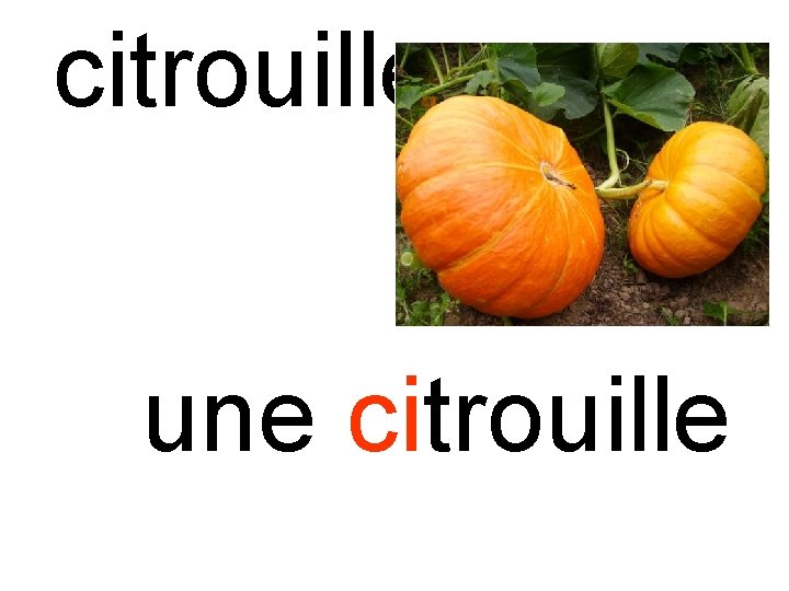 citrouille une citrouille 