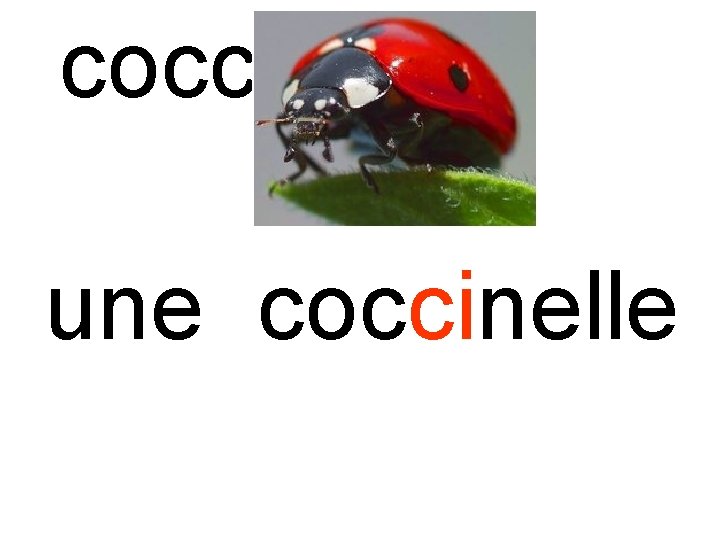 coccinelle une coccinelle 