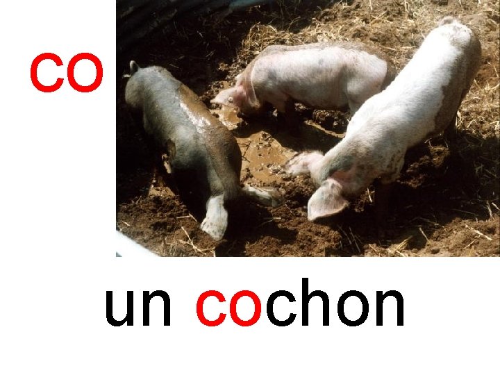 co cochon un cochon 