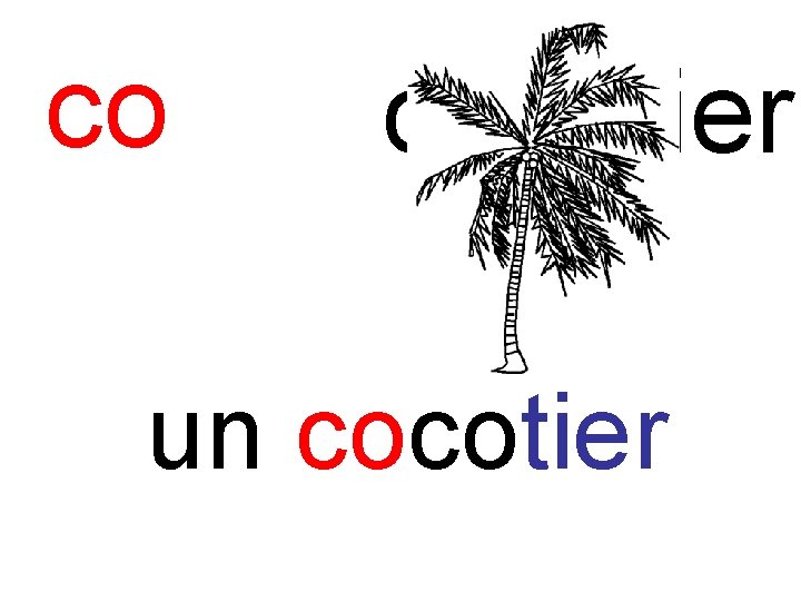 co cocotier un cocotier 