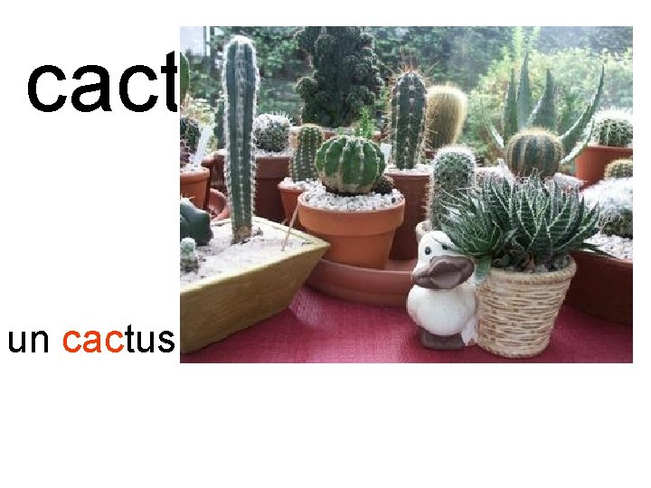 cactus un cactus 