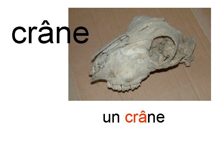 crâne un crâne 