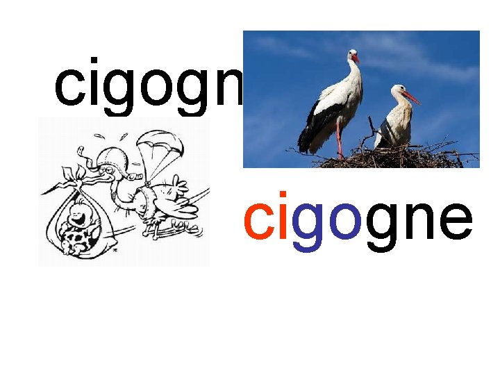 cigogne 