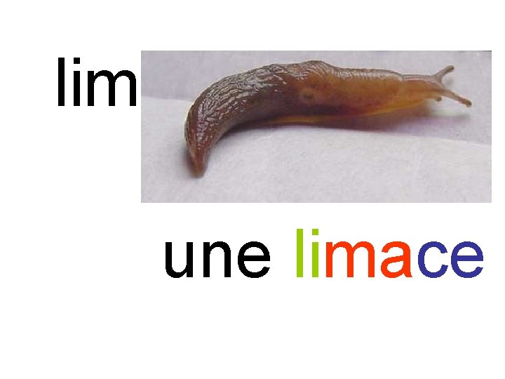 limace une limace 