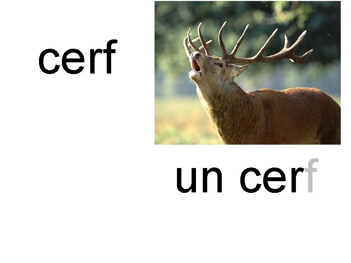 cerf un cerf 