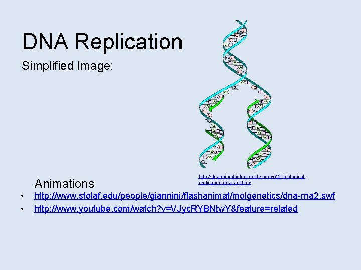 DNA Replication Simplified Image: Animations: • • http: //dna. microbiologyguide. com/526 -biologicalreplication-dna-splitting/ http: //www.