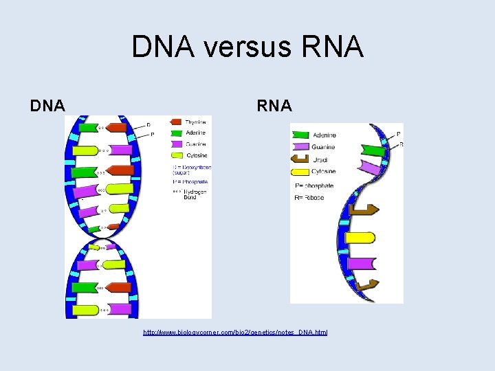DNA versus RNA DNA RNA http: //www. biologycorner. com/bio 2/genetics/notes_DNA. html 