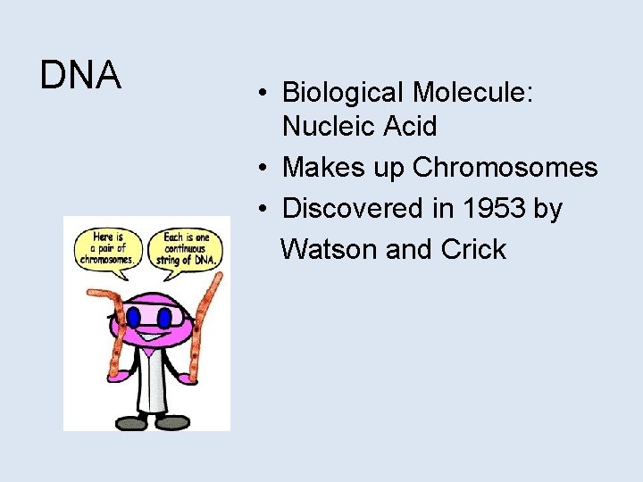 DNA • Biological Molecule: Nucleic Acid • Makes up Chromosomes • Discovered in 1953