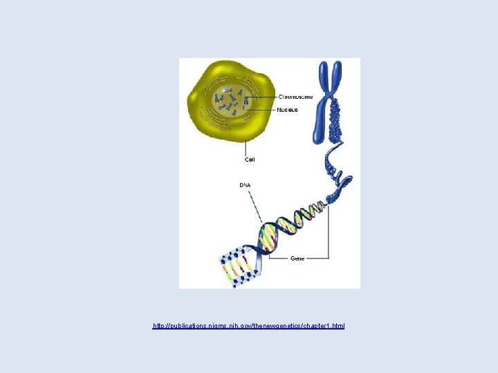 http: //publications. nigms. nih. gov/thenewgenetics/chapter 1. html 