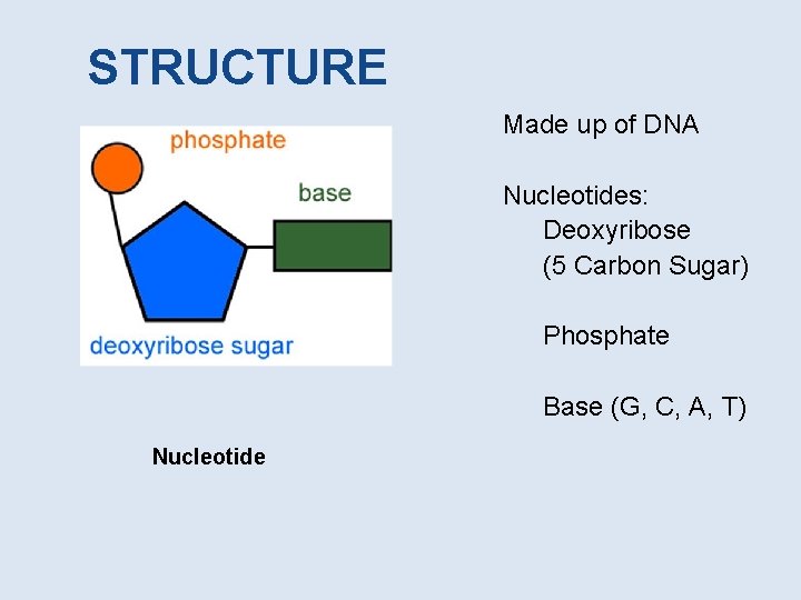 STRUCTURE Made up of DNA Nucleotides: Deoxyribose (5 Carbon Sugar) Phosphate Base (G, C,
