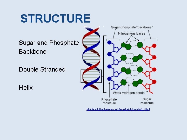 STRUCTURE Sugar and Phosphate Backbone Double Stranded Helix http: //evolution. berkeley. edu/evosite/history/dna 2. shtml