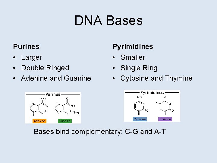 DNA Bases Purines Pyrimidines • Larger • Double Ringed • Adenine and Guanine •