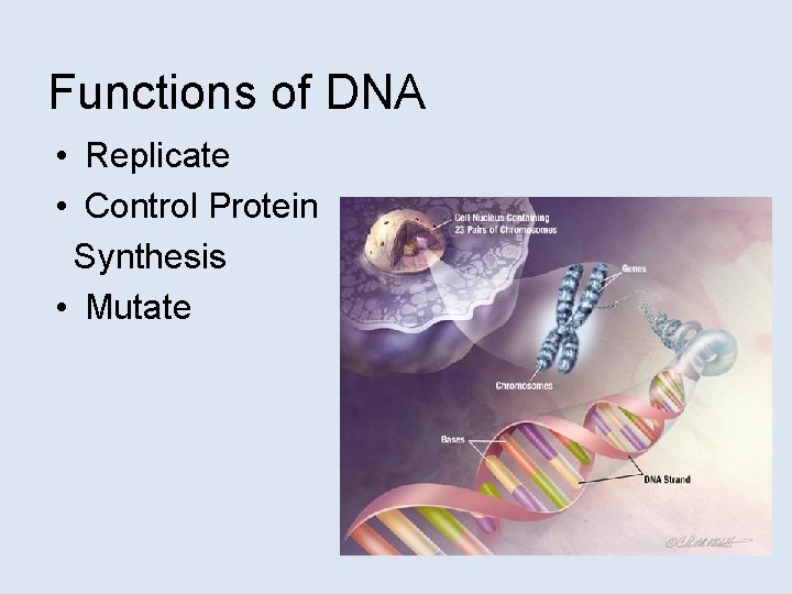 Functions of DNA • Replicate • Control Protein Synthesis • Mutate 