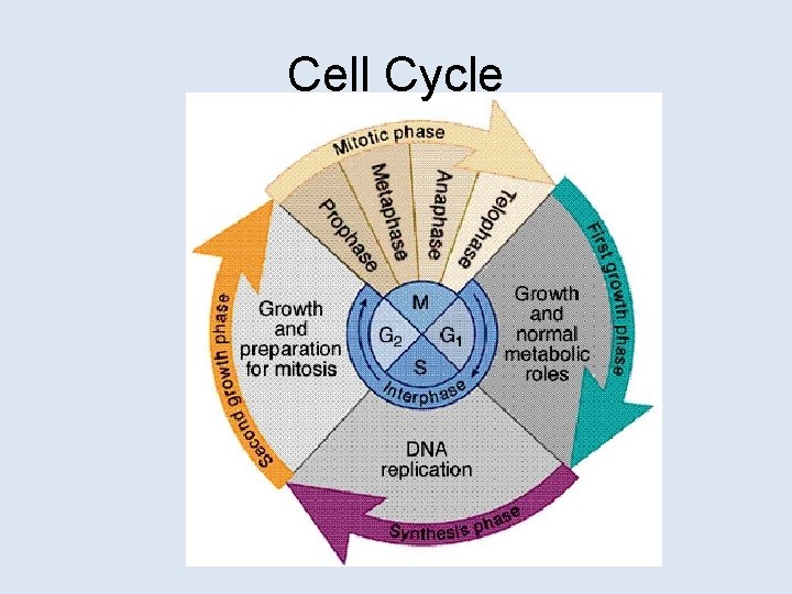 Cell Cycle 