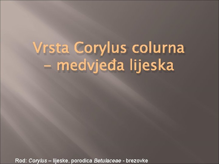 Vrsta Corylus colurna - medvjeđa lijeska Rod: Corylus – lijeske, porodica Betulaceae - brezovke