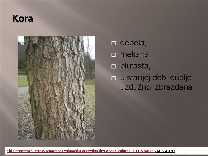 Kora debela, mekana, plutasta, u starijoj dobi dublje uzdužno izbrazdana Slika preuzeta s: https: