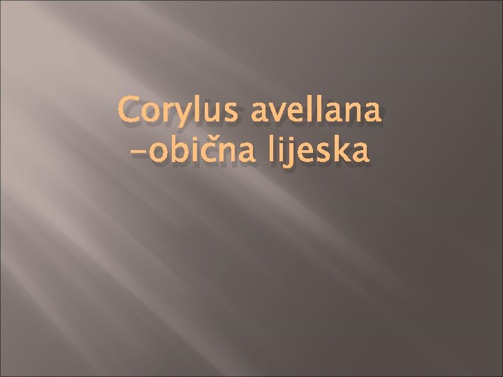 Corylus avellana -obična lijeska 