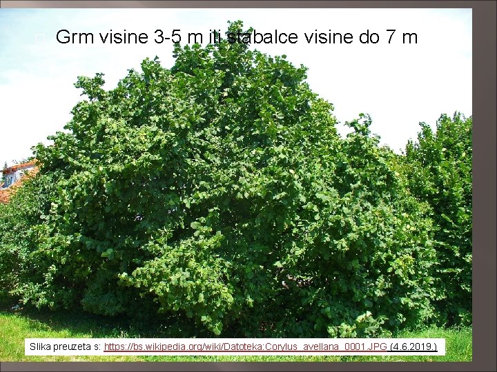  Grm visine 3 -5 m ili stabalce visine do 7 m Slika preuzeta