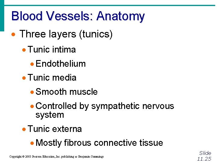 Blood Vessels: Anatomy · Three layers (tunics) · Tunic intima · Endothelium · Tunic