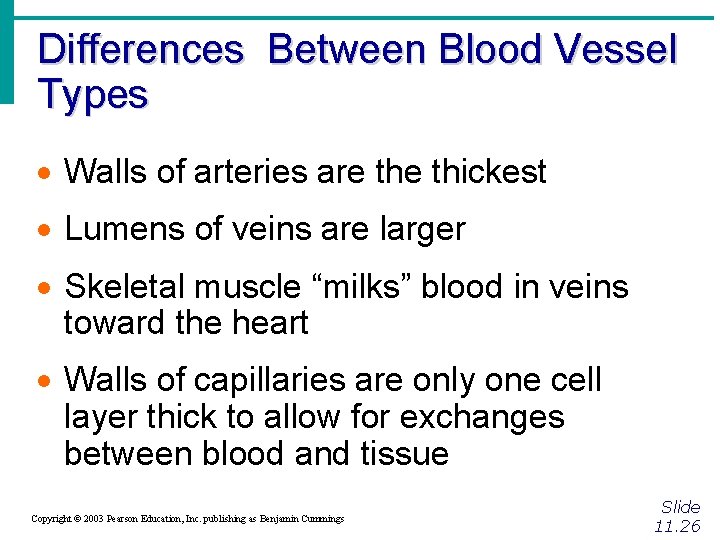 Differences Between Blood Vessel Types · Walls of arteries are thickest · Lumens of