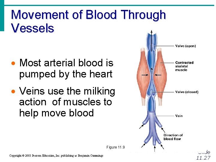 Movement of Blood Through Vessels · Most arterial blood is pumped by the heart