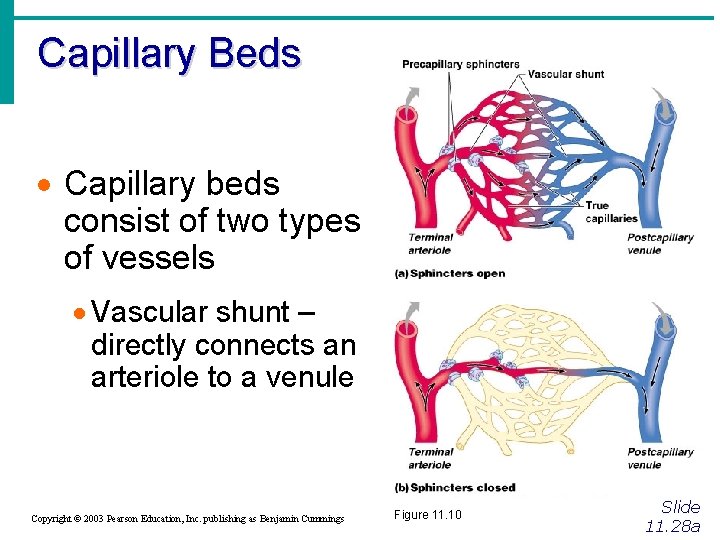 Capillary Beds · Capillary beds consist of two types of vessels · Vascular shunt