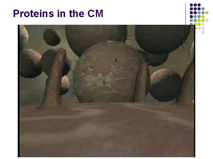Proteins in the CM 
