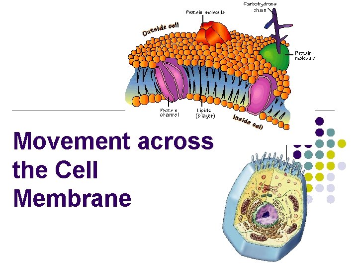 Movement across the Cell Membrane 