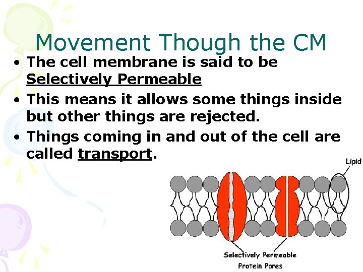 Movement Though the CM • The cell membrane is said to be Selectively Permeable