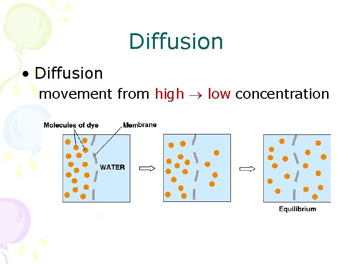Diffusion • Diffusion movement from high low concentration 