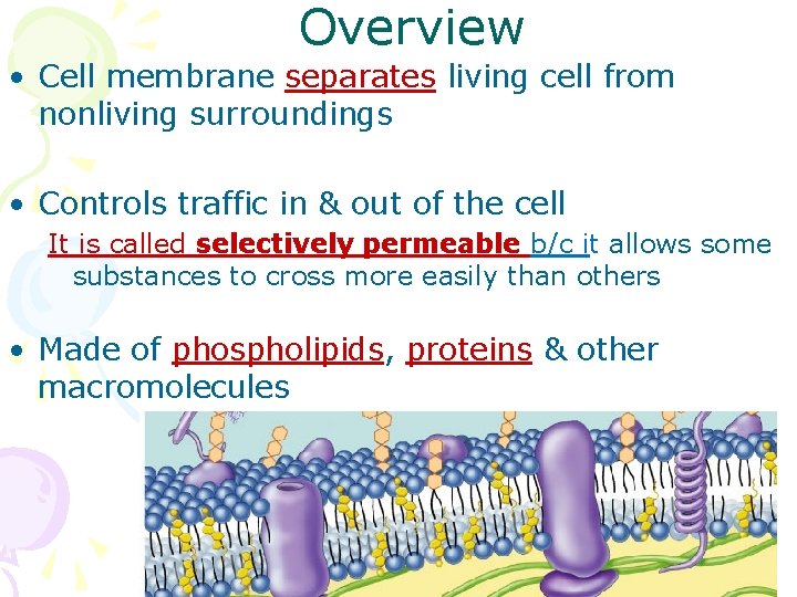 Overview • Cell membrane separates living cell from nonliving surroundings • Controls traffic in