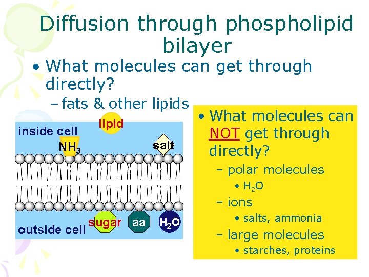 Diffusion through phospholipid bilayer • What molecules can get through directly? – fats &