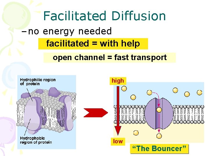 Facilitated Diffusion – no energy needed facilitated = with help open channel = fast