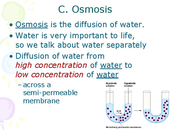 C. Osmosis • Osmosis is the diffusion of water. • Water is very important