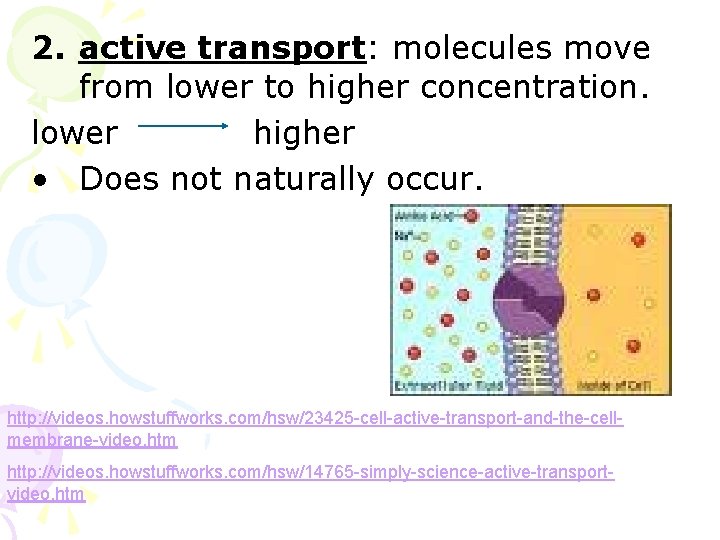 2. active transport: molecules move from lower to higher concentration. lower higher • Does