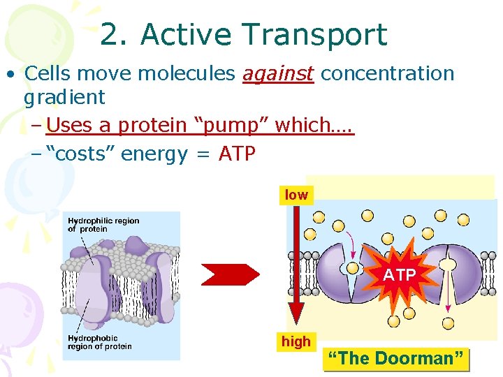 2. Active Transport • Cells move molecules against concentration gradient – Uses a protein