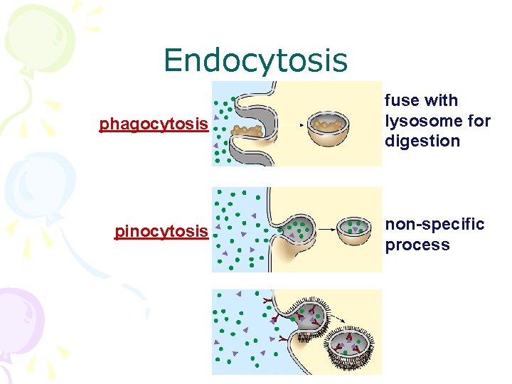 Endocytosis phagocytosis pinocytosis fuse with lysosome for digestion non-specific process 