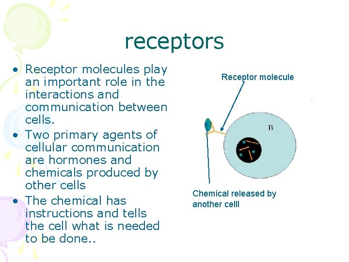 receptors • Receptor molecules play an important role in the interactions and communication between