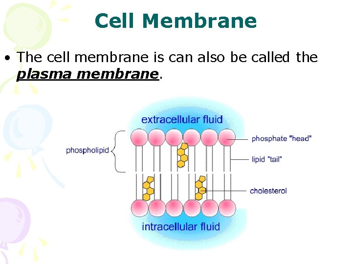 Cell Membrane • The cell membrane is can also be called the plasma membrane.