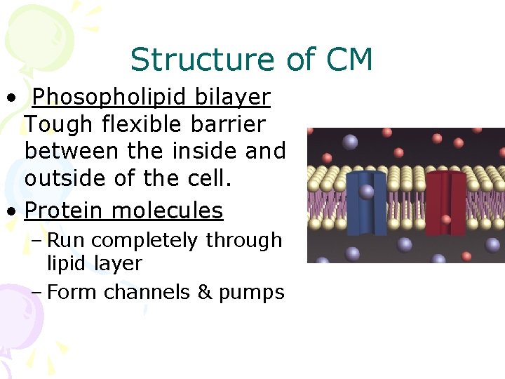 Structure of CM • Phosopholipid bilayer Tough flexible barrier between the inside and outside