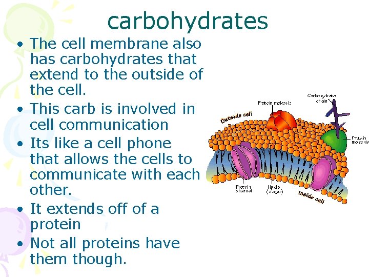 carbohydrates • The cell membrane also has carbohydrates that extend to the outside of