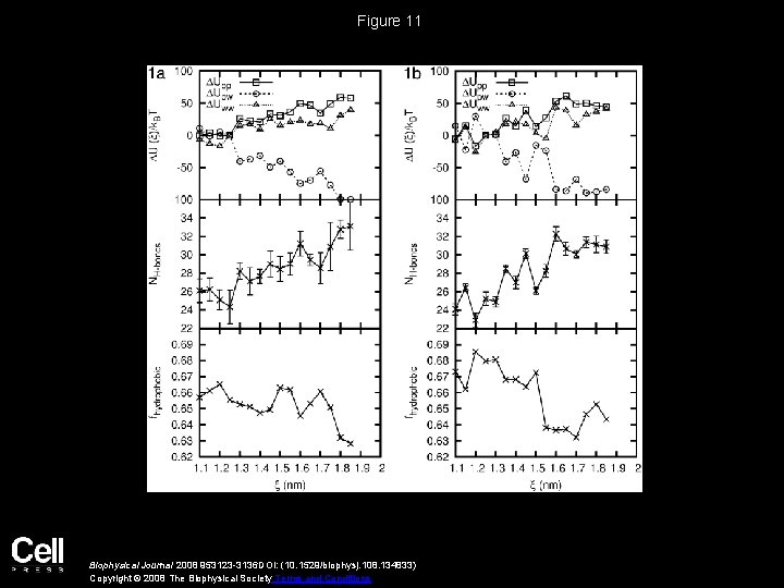 Figure 11 Biophysical Journal 2008 953123 -3136 DOI: (10. 1529/biophysj. 108. 134833) Copyright ©