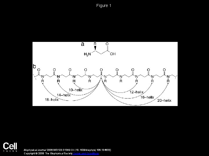 Figure 1 Biophysical Journal 2008 953123 -3136 DOI: (10. 1529/biophysj. 108. 134833) Copyright ©